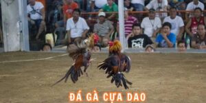 đá gà cựa dao là gì